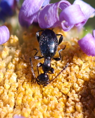 Anthelephila caerulea