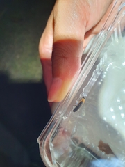 Abscondita cerata
