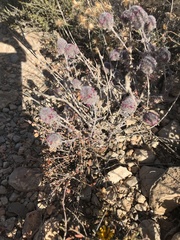 Teucrium lanigerum