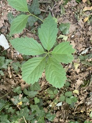 Parthenocissus quinquefolia