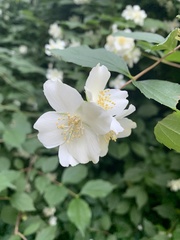 Philadelphus