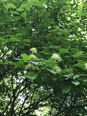 Cornus sanguinea