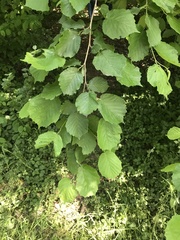 Corylus avellana
