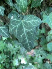 Hedera