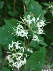 Cornus sanguinea