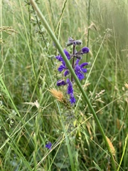 Salvia pratensis haematodes