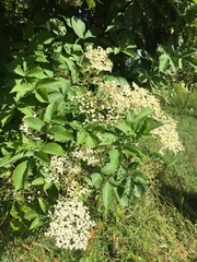 Sambucus nigra