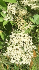 Sambucus nigra