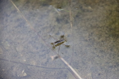 Gerris latiabdominis