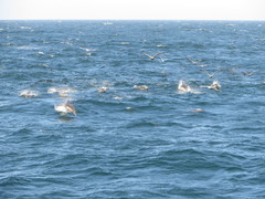 Delphinus