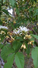 Crateva adansonii formosensis