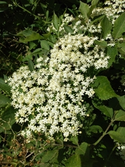 Sambucus nigra