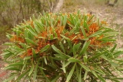 Hakea corymbosa