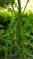 Sonchus asper