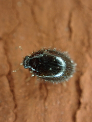 Trinodes hirtus