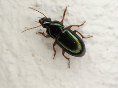 Harpalus smaragdinus