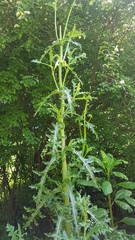 Sonchus asper