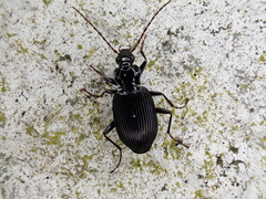 Limodromus