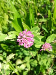 Trifolium pratense