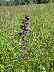 Salvia pratensis