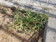 Amaranthus muricatus