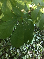 Aesculus hippocastanum