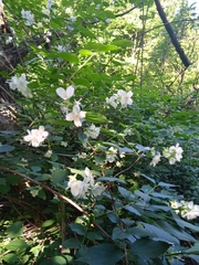 Philadelphus