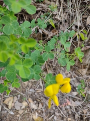 Cytisophyllum sessilifolium