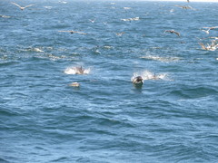 Delphinus