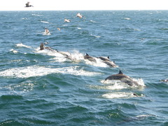 Delphinus