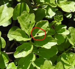 Phyllotreta cruciferae