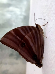 Amathusia