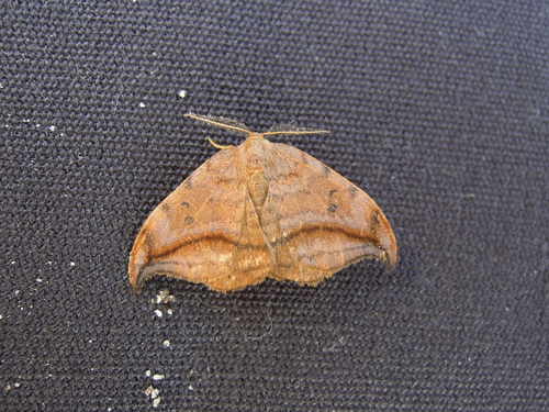 Dusky Hook-tip, 's-Gravenland, Capelle aan den IJssel, Nederland, photo 10 of 10
