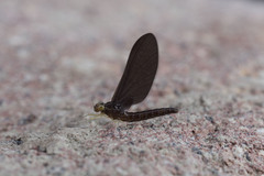 Siphlaenigma janae
