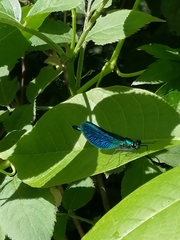 Calopteryx splendens