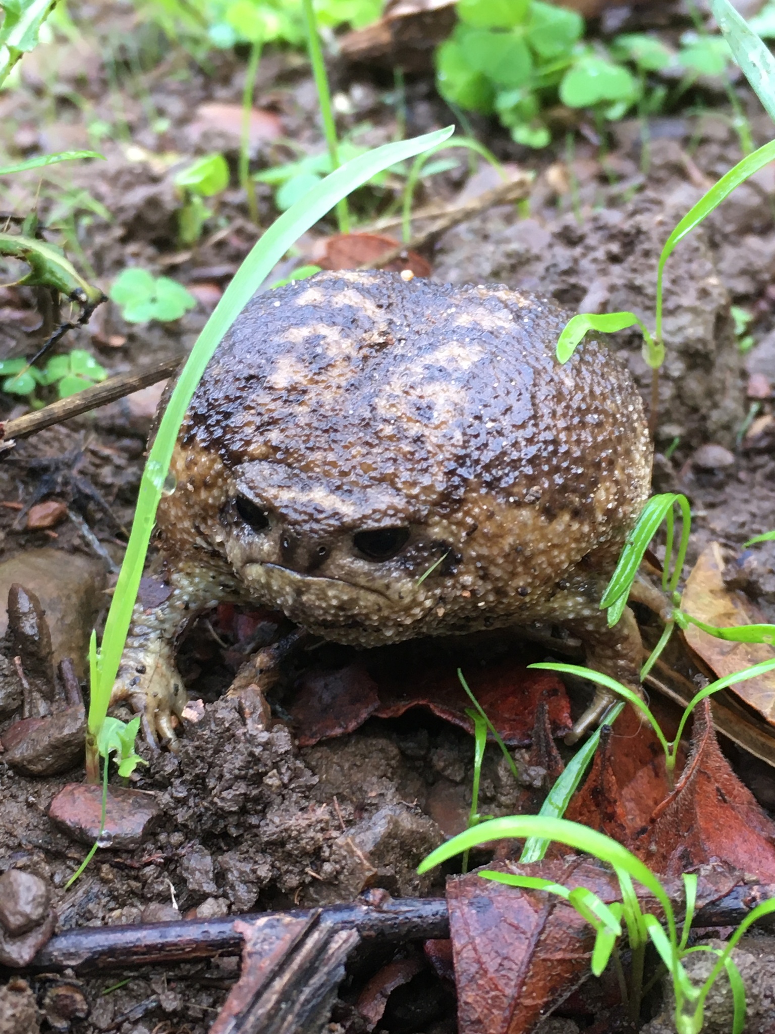 Breviceps Gibbosus Bilder : Breviceps – NTBA