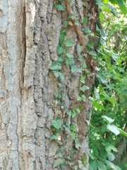 Hedera helix