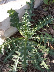 Carduus nutans leiophyllus