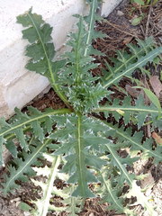 Carduus nutans leiophyllus