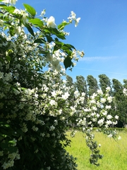 Philadelphus coronarius