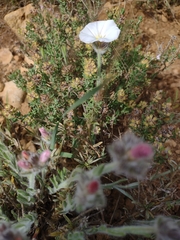 Convolvulus lanuginosus