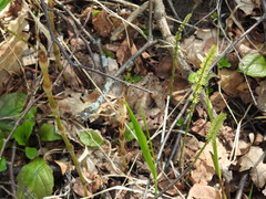 Equisetum pratense image