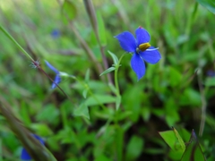 Exacum pumilum
