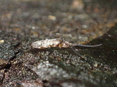 Pogonognathellus dubius