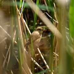 Acrocephalus scirpaceus