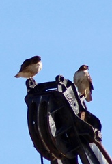 Buteo jamaicensis fuertesi
