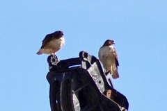 Buteo jamaicensis fuertesi