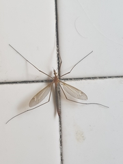 Tipula