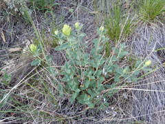 Scutellaria caucasica