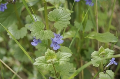 Glechoma hederacea
